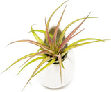 White Ceramic Wall Planter with Assorted Tillandsia Air Plants - Indoor/Outdoor Green Plant