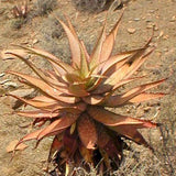 Aloe khamiesensis exotic succulent rare cactus seed garden plant agave 100 SEEDS Garden Plants