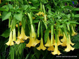 GOLDER ANGEL'S TRUMPET brugmansia sanguinea aurea flowering tree seed 10 seeds Orchids