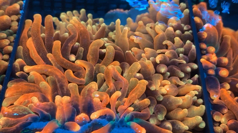 RARE ~6-8Ó Chicago Sunburst Bubble Tip Anemone Anemone
