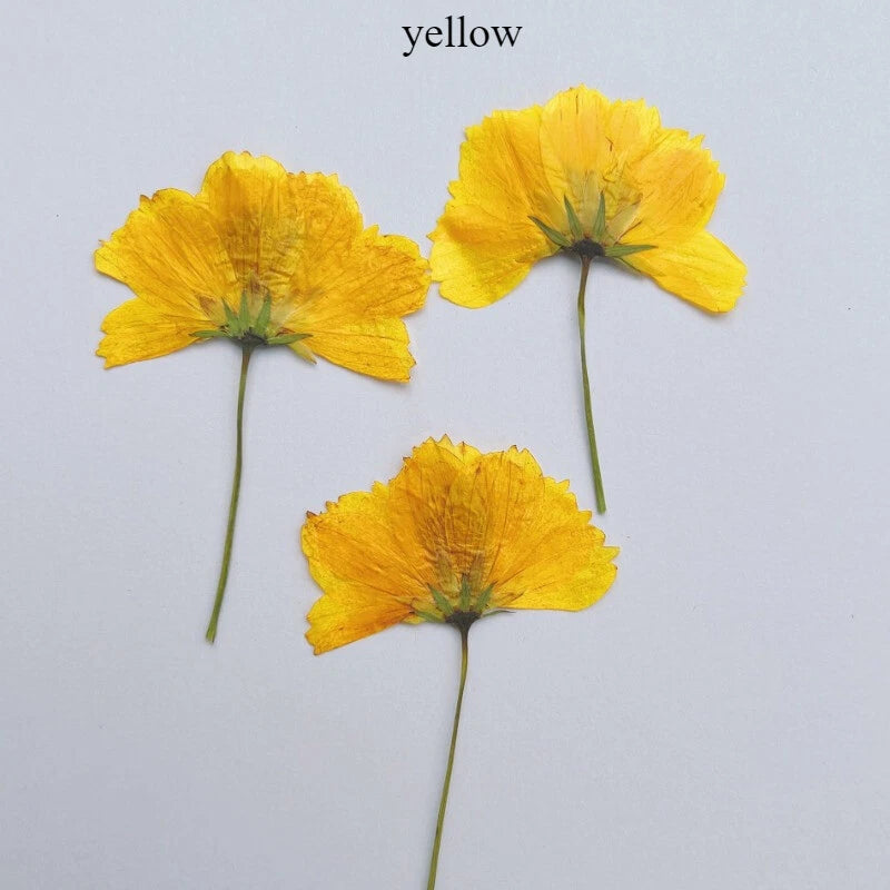 Yellow dried chrysanthemum flowers with thin green stems, three-piece set
