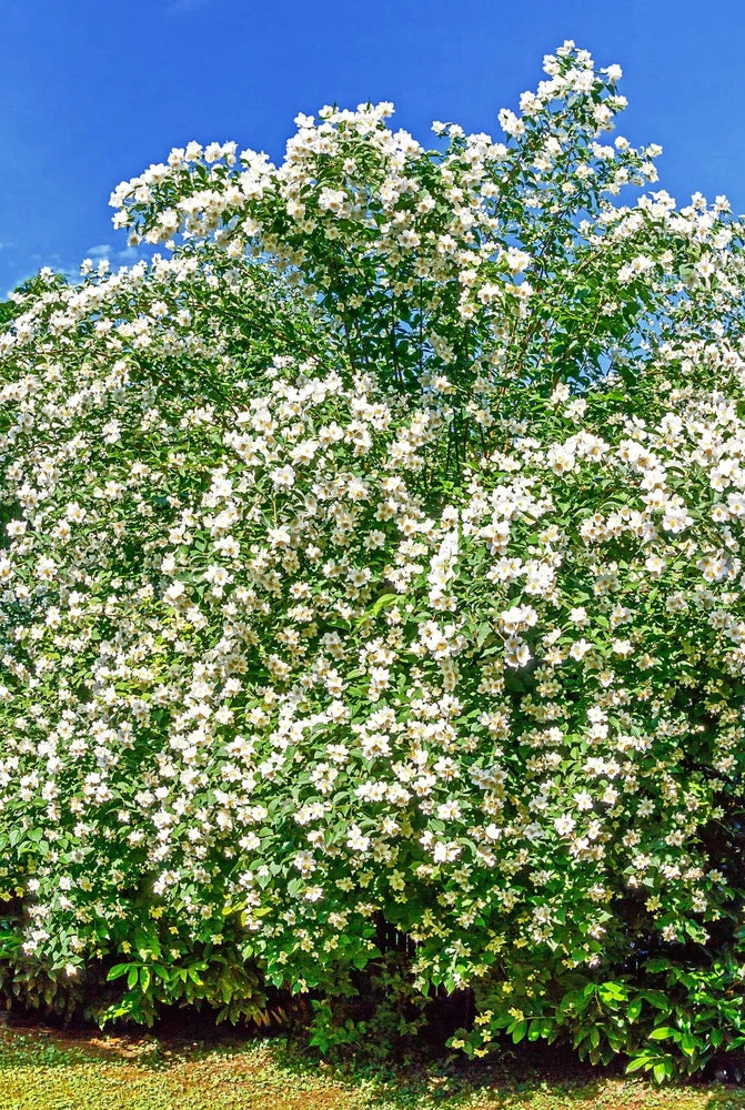 20 SWEET MOCK ORANGE English Dogwood Philadelphus Coronarius Shrub Flower Seeds Flowering Plants