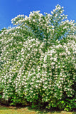 20 SWEET MOCK ORANGE English Dogwood Philadelphus Coronarius Shrub Flower Seeds Flowering Plants