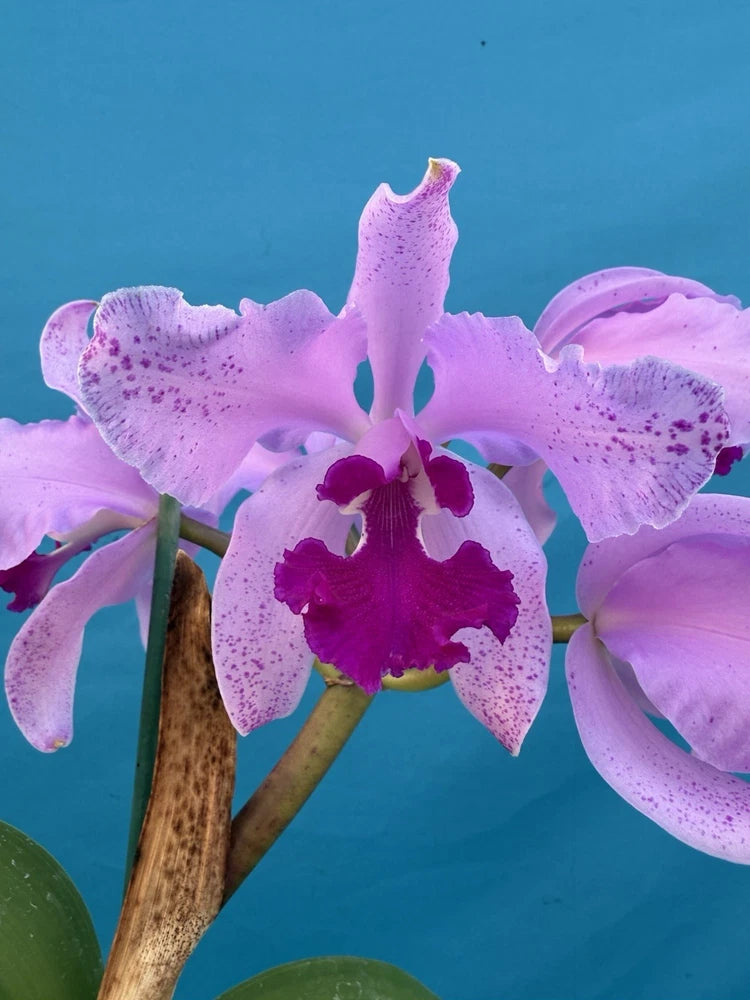 Purple and pink orchid hybrid in pot with ruffled petals and dark magenta center