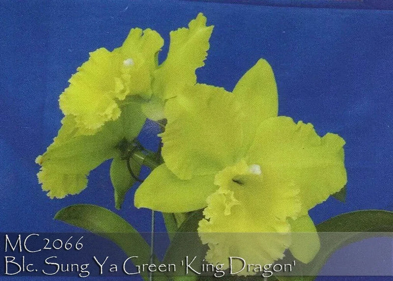 Yellow-green Cattleya orchid blooms with ruffled petals