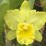 Live Orchid plantÑ-Rlc. Erin Kobayashi 'Lahaina Gold' AM/AOS Orchids