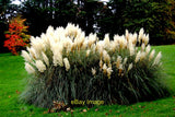 Photo 12x8 Westport House Grounds - Large Pampas Grass Specimen with White Ferns Pampas Grass