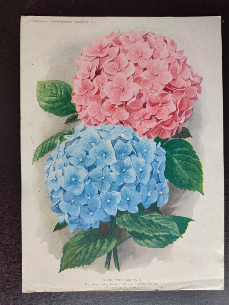 VINTAGE ORIG. COLOUR PRINT-GARDENING/FLOWERS-HYDRANGEA HORTENSIS-1934 Hydrangea