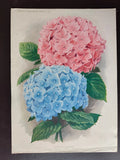 VINTAGE ORIG. COLOUR PRINT-GARDENING/FLOWERS-HYDRANGEA HORTENSIS-1934 Hydrangea
