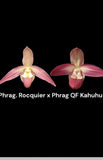 Phragmipedium Qf. ÔIo (Rocquier x Qf Kahulu) Orchids