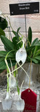 Masdevallia Snowbird - WHITE  - BLOOMING SIZE!! Orchids