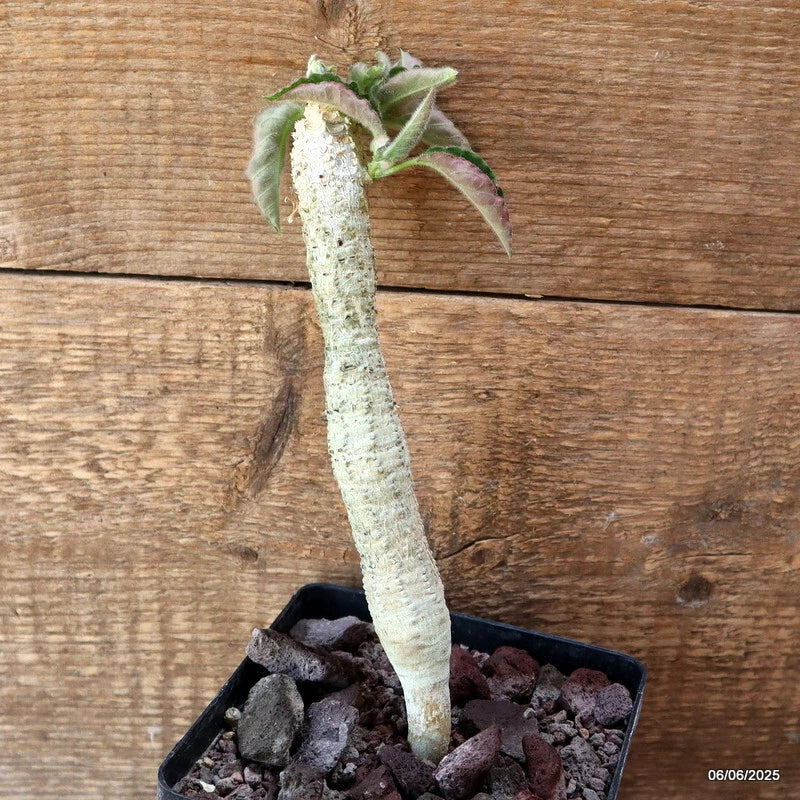 D4492 EUPHORBIA MILLOTII pot12-H20-W2,5 cm MaMa Cactus Green Plant