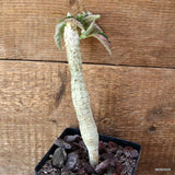 D4492 EUPHORBIA MILLOTII pot12-H20-W2,5 cm MaMa Cactus Green Plant