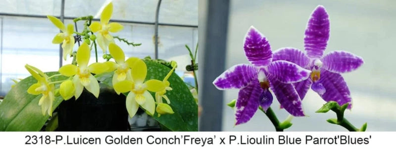 Purple orchid plant with multiple blooms and buds on a green stem