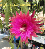 KIWI SURPRISE ENCOUNTER Epiphyllum Orchid Cactus Succulents Orchids