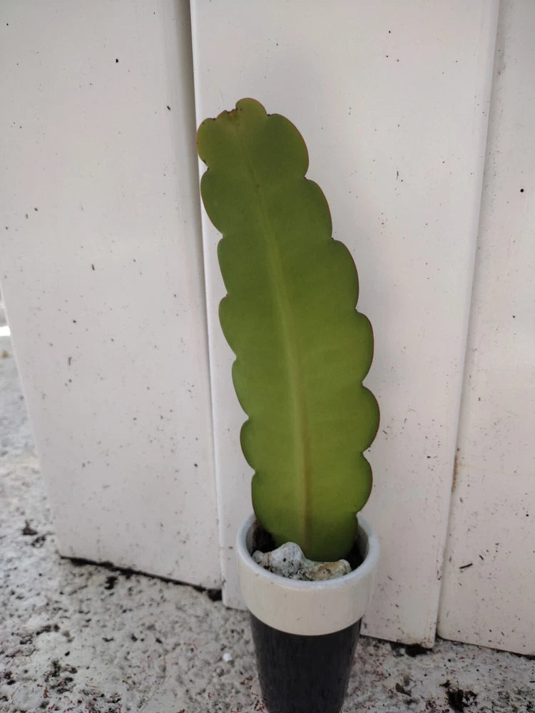 Live climbing cactus rooted cutting in small pot