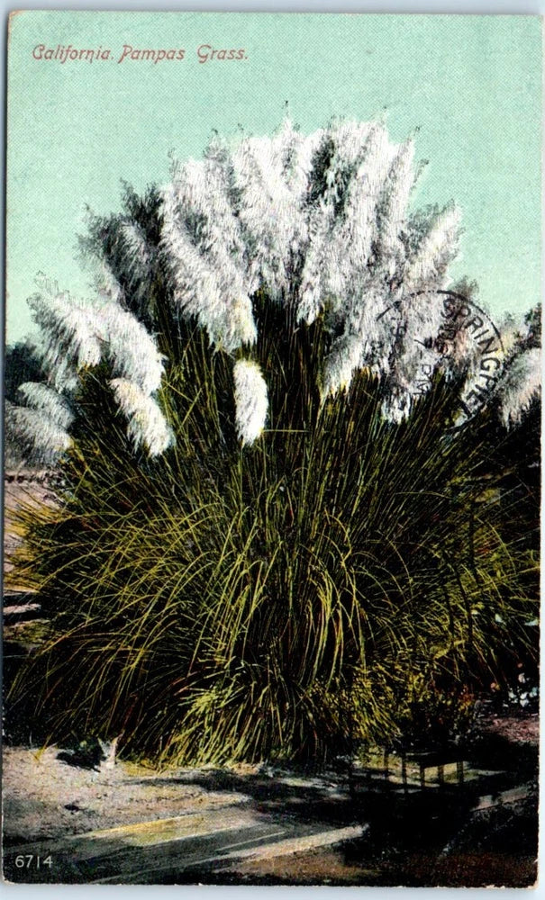 Postcard - California Pampas Grass Pampas Grass