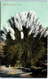 Postcard - California Pampas Grass Pampas Grass