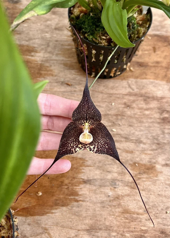 Dark purple orchid bloom with white pouch and two long trailing filaments