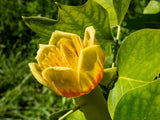 15 TULIP POPLAR TREE Yellow Flower Liriodendron Tulipifera Whitewood Seeds Flowering Plants