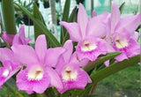 Bc Little Mermaid 'Janet' seedling size brassocattleya orchid clone. Fast grower Orchids