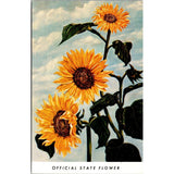 The Sunflower State Flower of Kansas Vintage Postcard SPN23 Sunflower