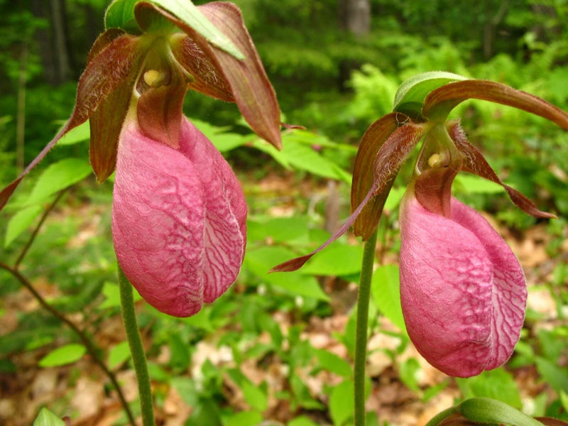 Pink lady slipper orchid with two pink pouch flowers and brown curved petals