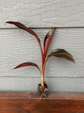Red Abyssinian Banana Plant - Ensete Maurelii Ð Live Red Banana Green Plant