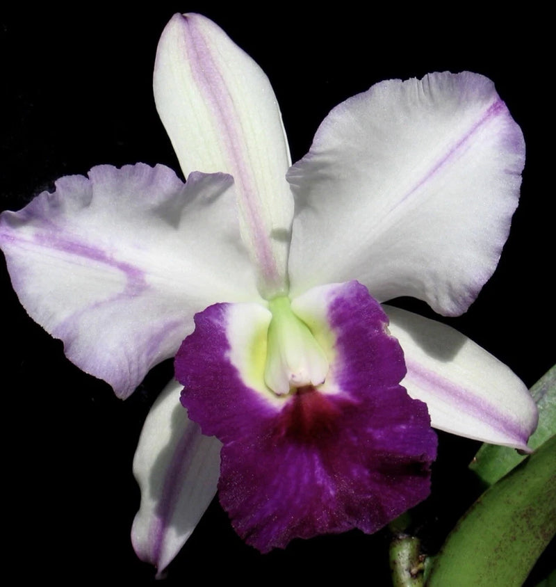 White and lavender orchid flower with a deep purple center lip