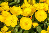 1000 YELLOW EVENING PRIMROSE Oenothera lamarckiana Flower Seeds *Flat S/H Flowering Plants