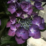 5 Black Diamond Hydrangea Seeds Perennial Flowers Seed Hydrangea