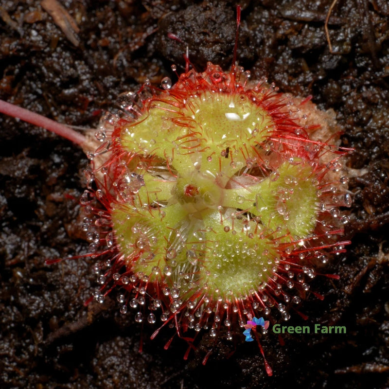 100 Seeds Drosera Burmanni Carnivorous Compact Plant Tropical Sundew Home Garden Flowering Plants