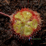 100 Seeds Drosera Burmanni Carnivorous Compact Plant Tropical Sundew Home Garden Flowering Plants