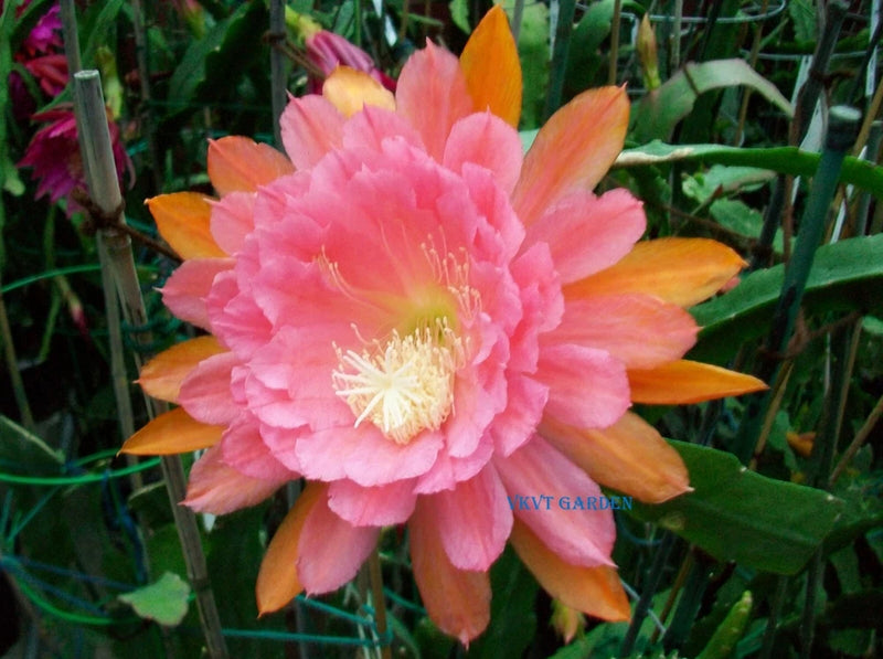 Pink and orange cutting orchid flower with ruffled petals