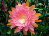 Epiphyllum " AMERICAN SWEETHEART " Cutting Orchids