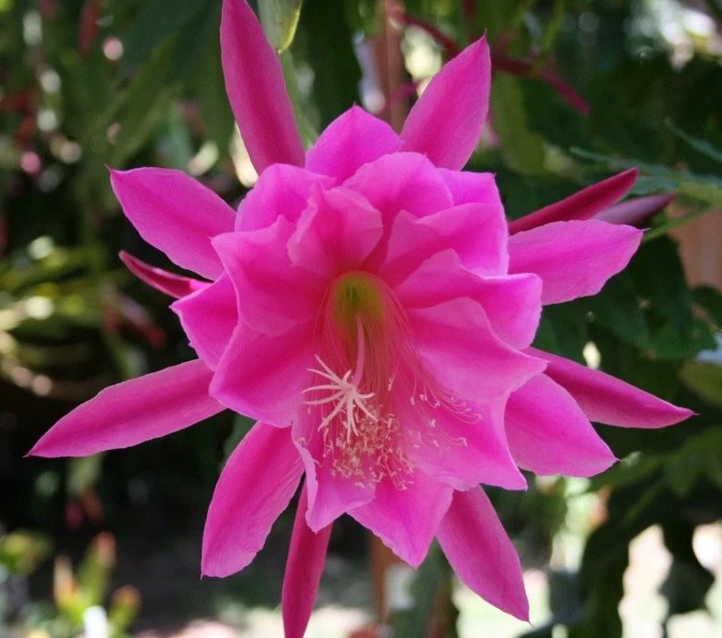 Pink orchid cactus (Epiphyllum) flower with layered petals and long stamens