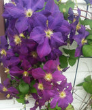 Clematis ClŽmatite JACKMANII SUPERBA BIGGER Flower LARGE Seeds VELVET PURPLE + Flowering Plants