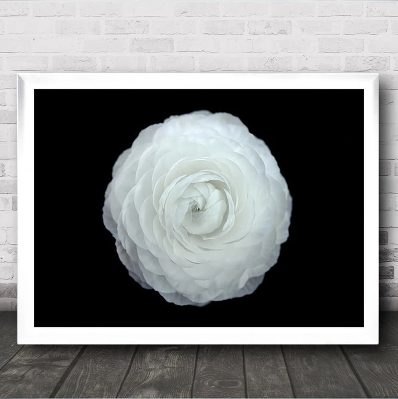 Ranunculus Flower Black And White Wall Art Print Ranunculus