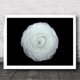 Ranunculus Flower Black And White Wall Art Print Ranunculus