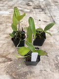 Cattleya Tripp Johnson ÔThe bobÕ X Slc Mem Evelyn Paquette ÔAwesomeÕ 2Ó Seedling Orchids