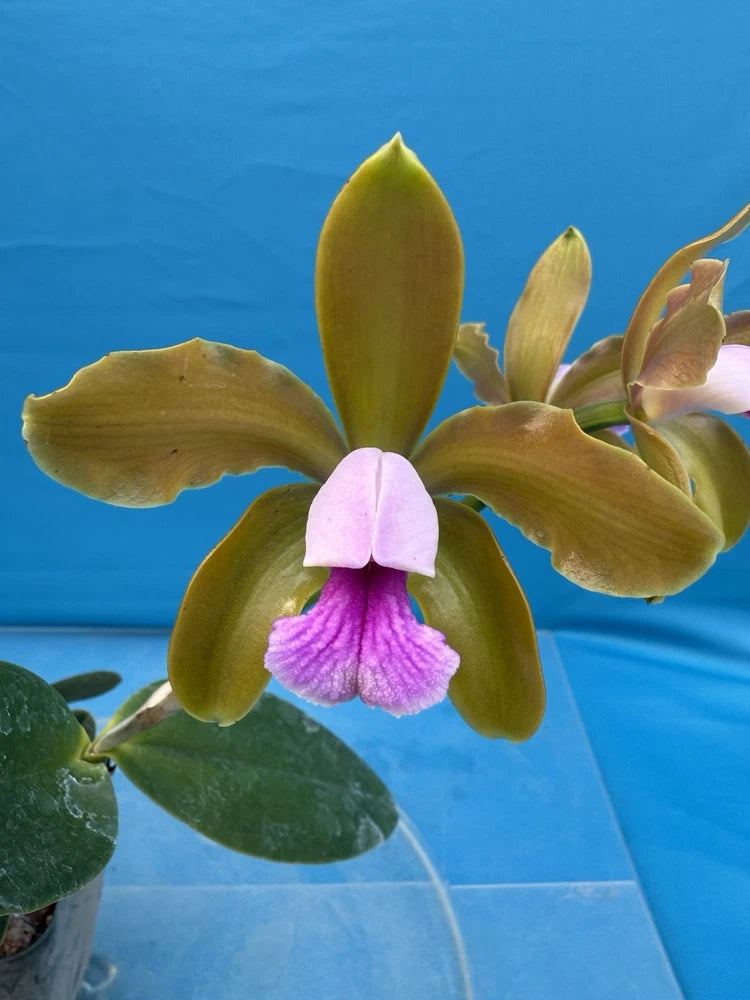 Potted orchid with purple center and yellow-green petals