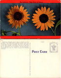 Kansas Sunflower State Flower Postcard, Flowers ~ Gardens, Artistic Sunflower