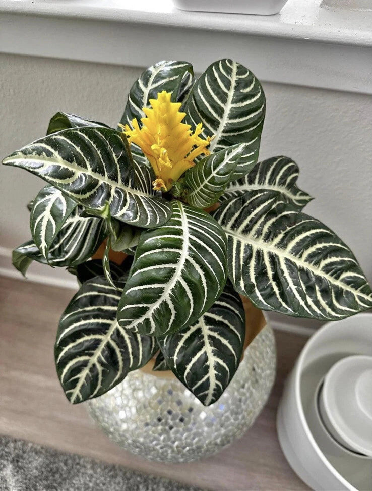 Zebra Plant In Pot Orchids