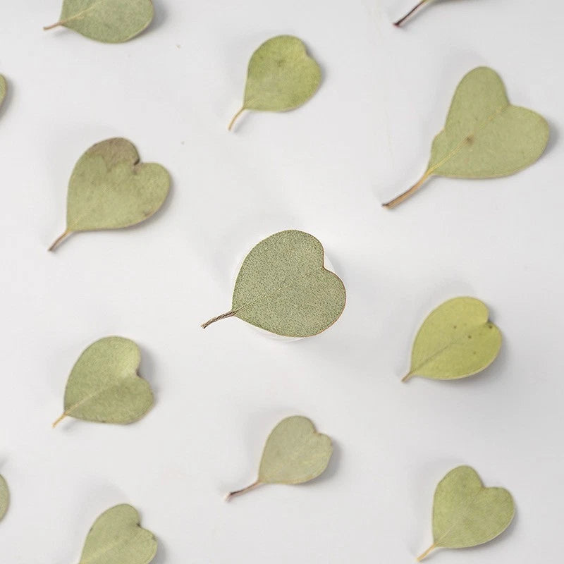 Set of light green pressed dried heart-shaped leaves for arts and crafts
