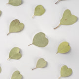 12PCS Real Pressed Dried heart shape leaves for art, light green color FSS87 Dried Flower
