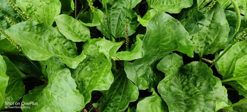 Plantain Seed / M‹ __  .  US Seller Flowering Plants
