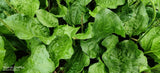 Plantain Seed / M‹ __  .  US Seller Flowering Plants