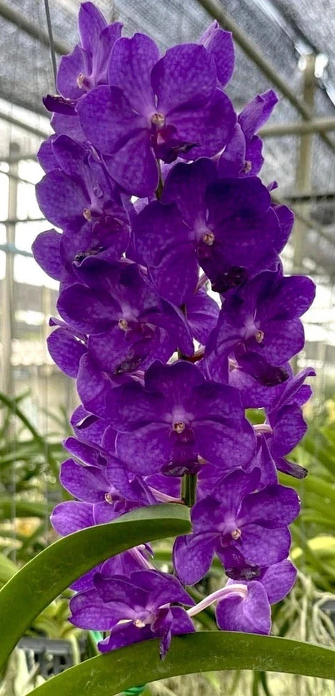 Purple orchid blooms with multiple open flowers on a green stem