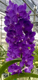 V. Varut fruitsia x V. Bangkok blue Orchid Blooming Size Purple Orchids
