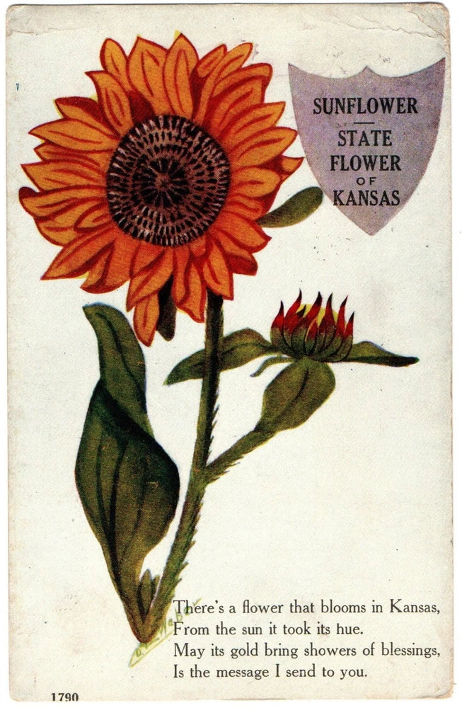 Vintage Kansas sunflower postcard with poem, State Flower of Kansas text and border